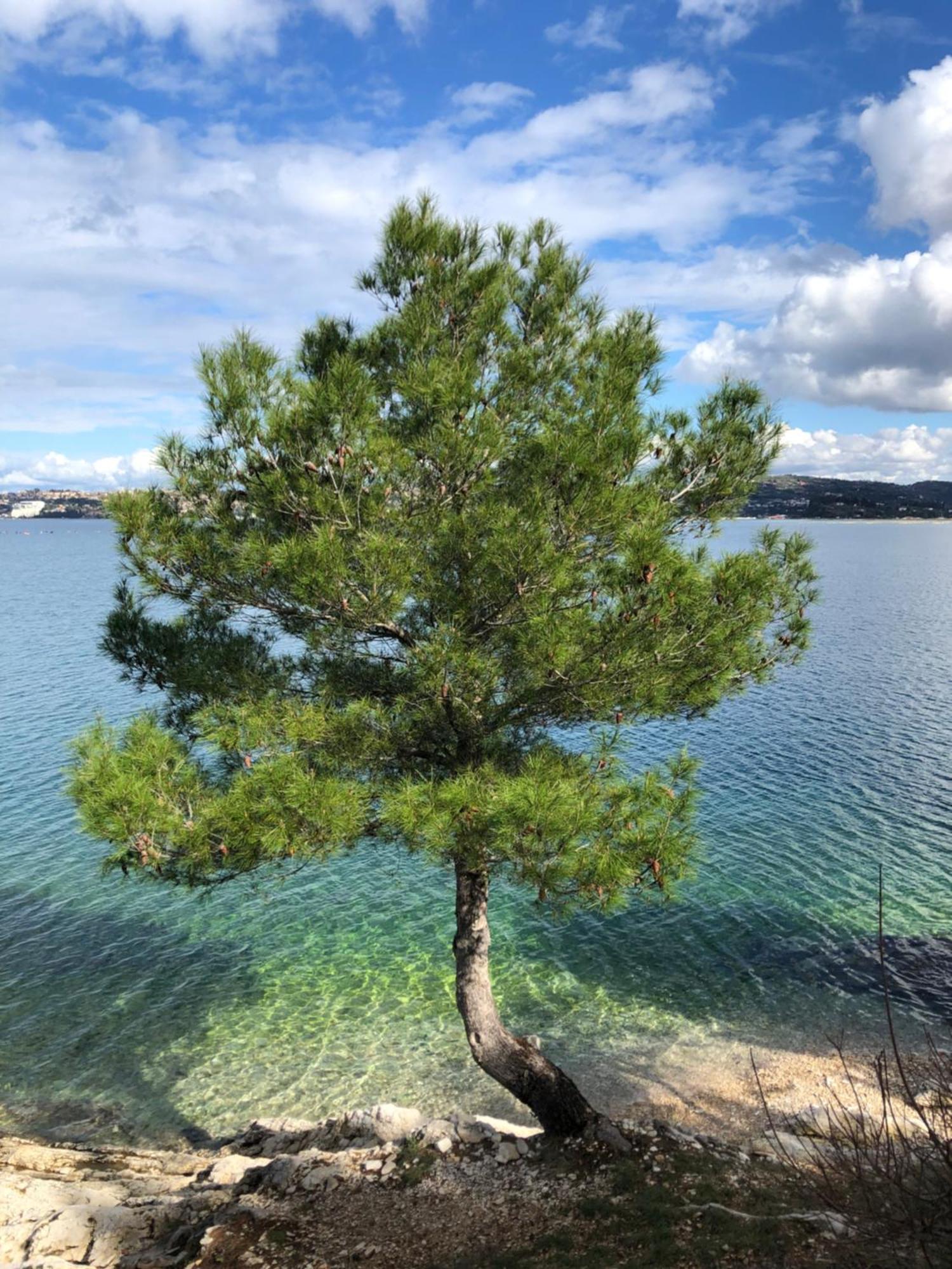 Olive Tree Apartments 乌马格 外观 照片